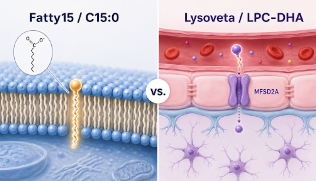 Scientific comparison of C15:0 in a cell membrane and LPC-DHA crossing the blood-brain barrier through MFSD2A.