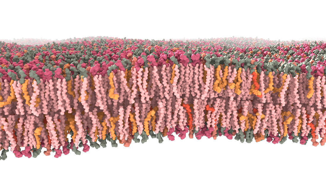 Phospholipids—The Preferred Carrier to the Brain