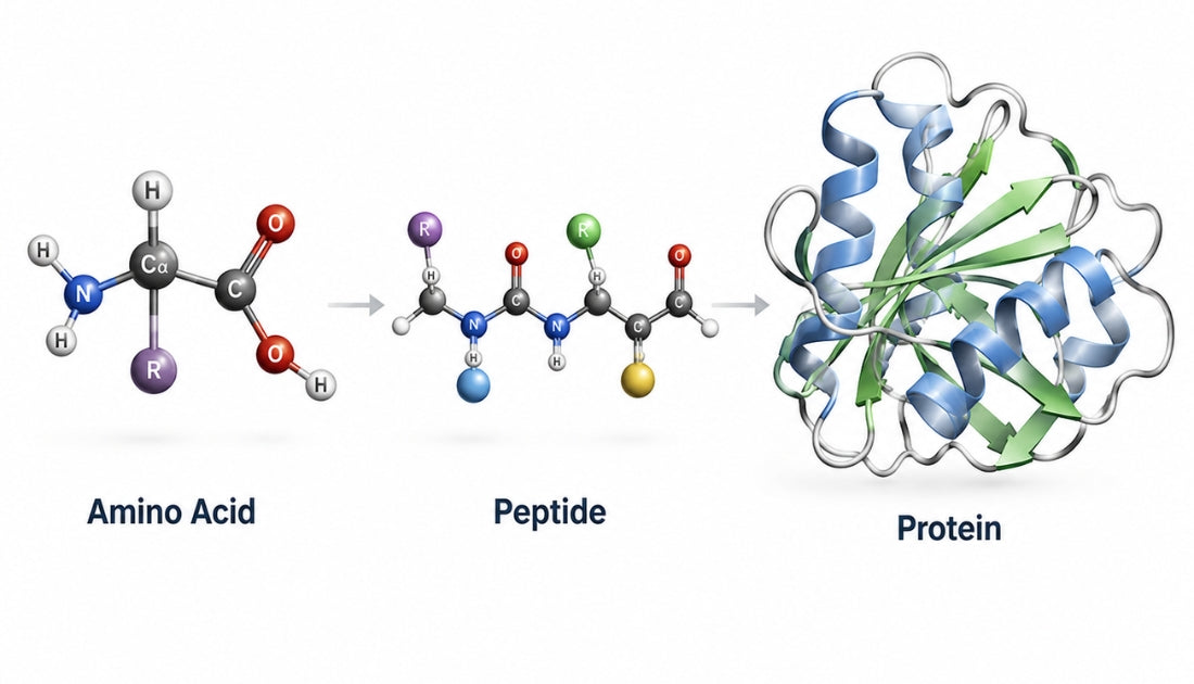Diagram showing amino acids as the building blocks of proteins, progressing from an amino acid to a peptide and folded protein.